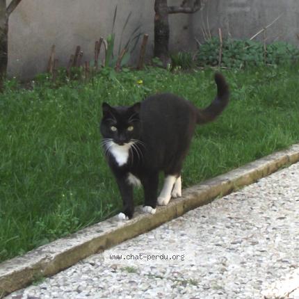 Douchka Chat Perdu A Auvers Sur Oise Chat Perdu France Douchka Chat Perdu A Auvers Sur Oise Chat Perdu France