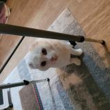 Photo de chat perdu à Requeil