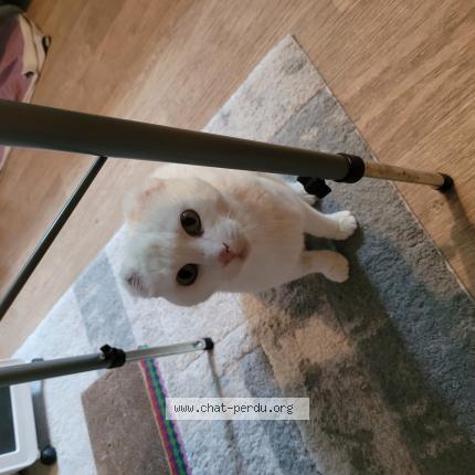 Photo 1/1 Chat retrouvé Perdu à Requeil