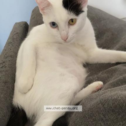 Photo de chat perdu à Magny En Vexin