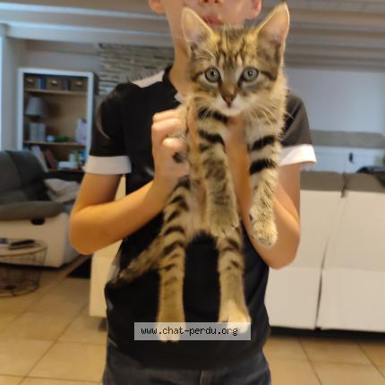 Photo 1/1 Chat retrouvé Perdu à Gannat