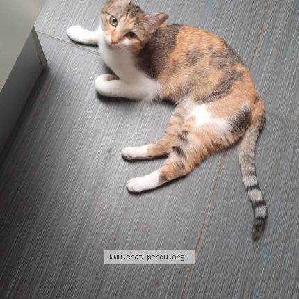 Photo de chat perdu à Lille