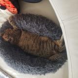 Photo de chat perdu à Besayes