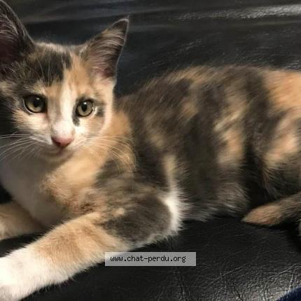 Photo de chat perdu à Morancez