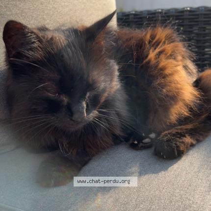 Photo de chat perdu à Saint Hilaire De Riezes
