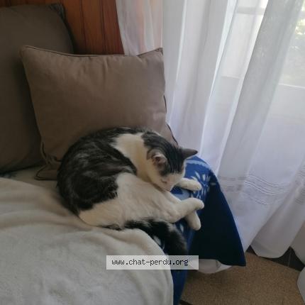 Photo 1/1 TOPAZ Chat perdu à Saint sulpice le dunois