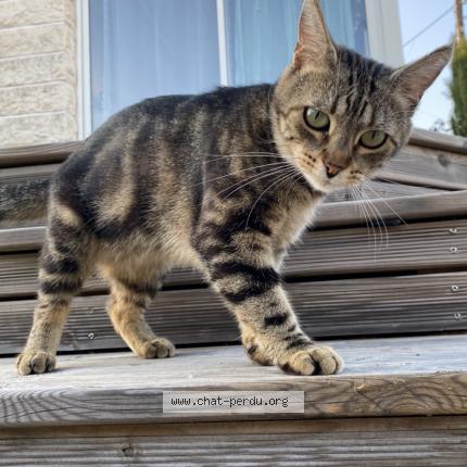 Photo 1/1 Chat retrouvé Perdu à Chatellerault
