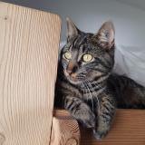 Photo de chat perdu à Sainte Euphemie