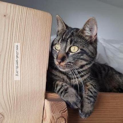 Photo 1/1 Chat retrouvé Perdu à Sainte euphemie