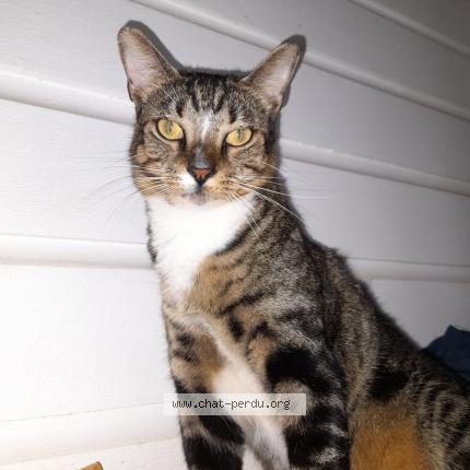 Photo 1/1 Chat retrouvé Perdu à Andernos Les Bains