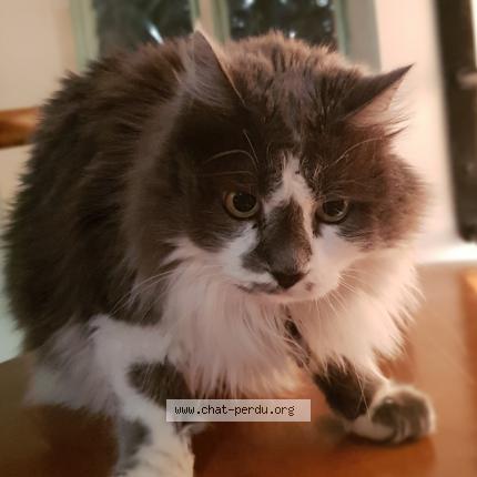 Photo de chat perdu à Cugnaux