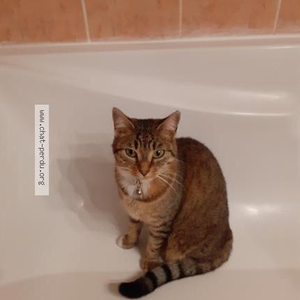 Photo 1/1 Chat retrouvé Perdu à Chauvigny