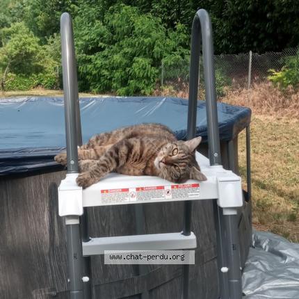 Photo de chat perdu à Les Verchers Sur Layon