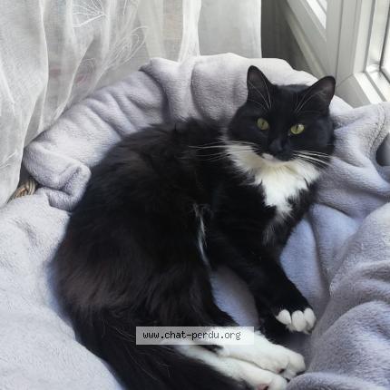 Photo de chat perdu à La Cadiere D Azur Bandol