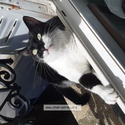 Photo 1/1 Chat retrouvé Perdu à Bois Colombes