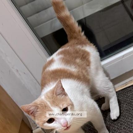 Photo 1/1 Chat retrouvé Perdu à Roubaix