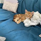 Photo de chat perdu à Croissy Sur Seine