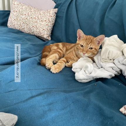 Photo 1/1 Chat retrouvé Perdu à Croissy sur seine