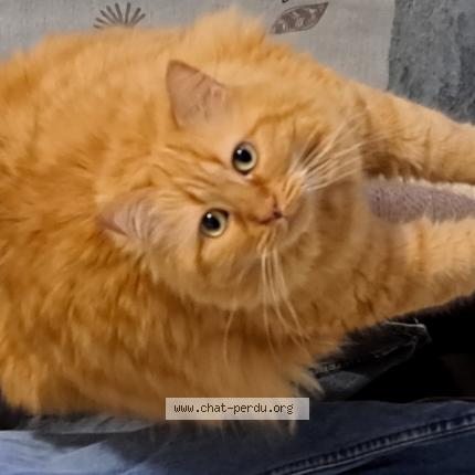 Photo de chat perdu à St Hilaire De Riez