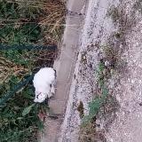 Photo de chat trouvé à Martignat