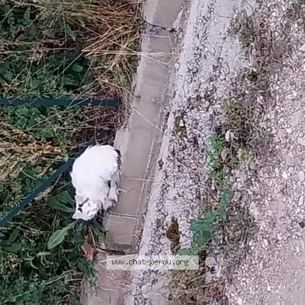 Photo 1/1 Chat retrouvé Trouvé à Martignat