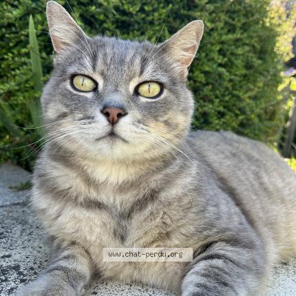 Photo 1/1 Chat retrouvé Perdu à Servon Sur Vilaine