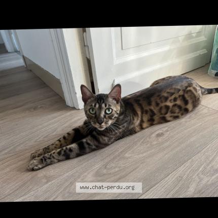 Photo de chat perdu à Armentieres