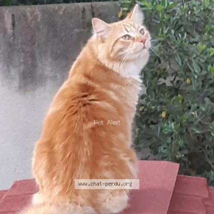 Photo 1/1 Chat retrouvé Perdu à Cassis