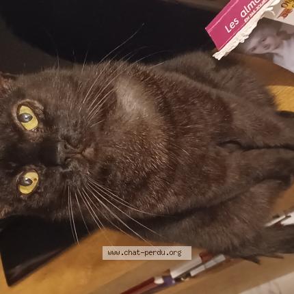 Photo de chat perdu à Montpellier