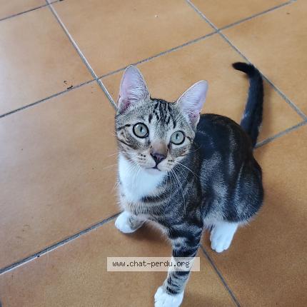 Photo 1/1 Chat retrouvé Perdu à Quimper