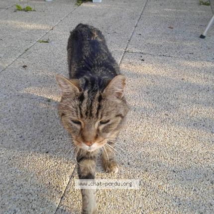 Photo de chat perdu à Plouguerneau Lilia