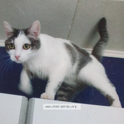 Photo 1/1 APAX ex Taïga Chat perdu à Sainte colombe