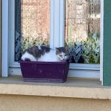 Photo de chat perdu à Auvers Le Hamon