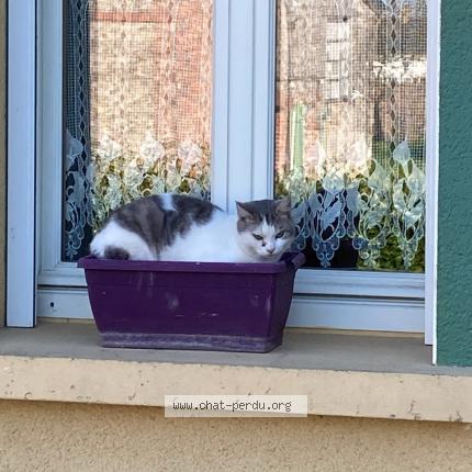 Photo 1/1 Chat retrouvé Perdu à Auvers le hamon