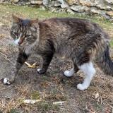 Photo de chat trouvé à Morainvilliers