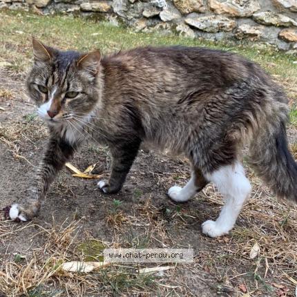 Photo 1/1 Chat retrouvé Trouvé à Morainvilliers