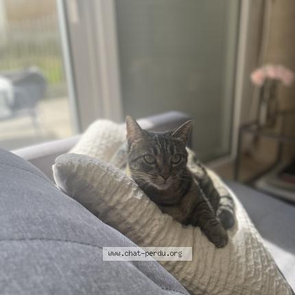 Photo 1/1 Chat retrouvé Perdu à Rennes