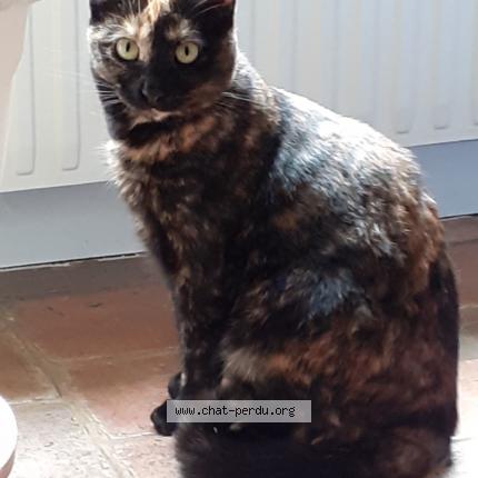 Photo 1/1 Chat retrouvé Perdu à Le Havre