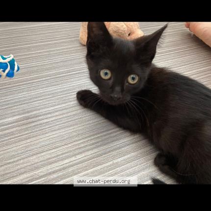 Photo 1/1 Chat retrouvé Perdu à Montpellier