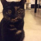 Photo de chat perdu à Garancieres