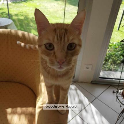 Photo 1/1 Chat retrouvé Perdu à Nantes