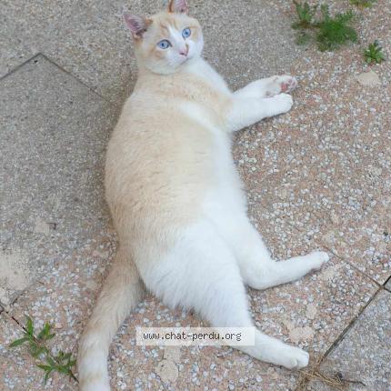 Photo 1/1 Chat retrouvé Perdu à Toulouse