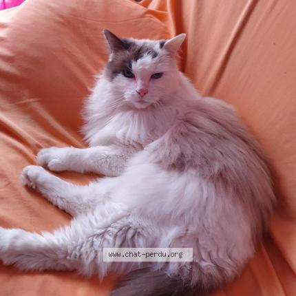 Photo 1/1 Chat retrouvé Perdu à Lorgues