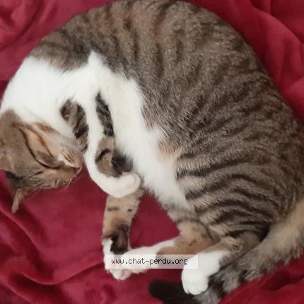 Photo 1/1 Chat retrouvé Perdu à Toulouse