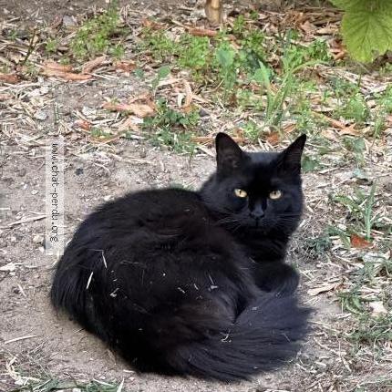 Photo 1/2 Chat retrouvé Perdu à Rueil Malmaison