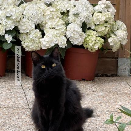 Photo 2/2 Chat retrouvé Perdu à Rueil Malmaison