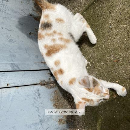 Photo 1/1 Chat retrouvé Trouvé à Dijon
