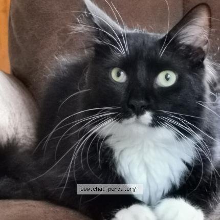 Photo 1/1 Roméo Chat perdu à Raphele les arles