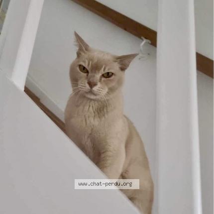 Photo 1/1 Chat retrouvé Perdu à Asnieres Sur Seine