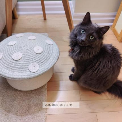 Photo 1/1 Chat retrouvé Perdu à North york